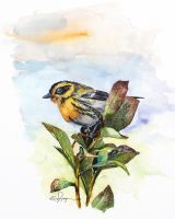 100-313 Townsend warbler